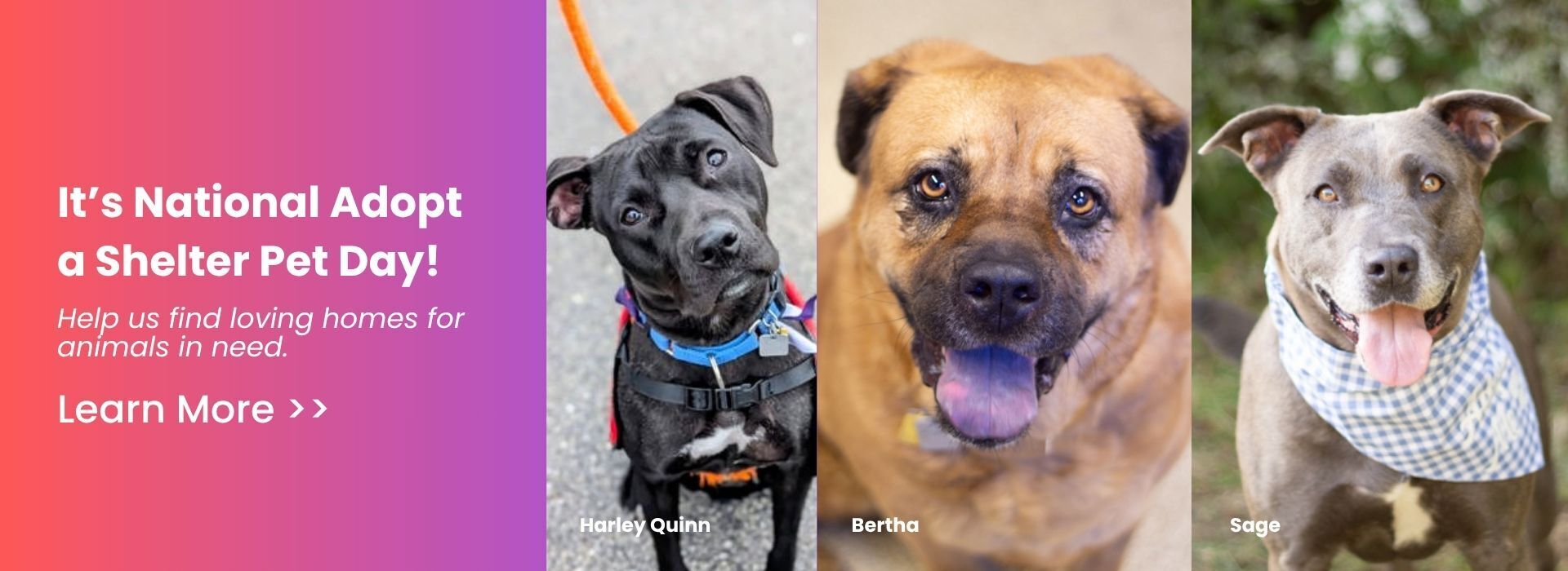 National Adopt a Shelter Pet Day